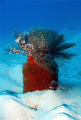   Feather Tube Worm Majuro Lagoon  